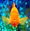  Рыбка <b>золотая</b> 