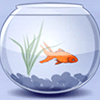  <b>Золотая</b> рыбка в аквариуме с водорослями 