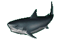 Красивая акула