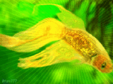 Золотая рыбка на фоне зеленых водорослей