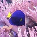 синяя рыбка на фоне розовых кораллов
