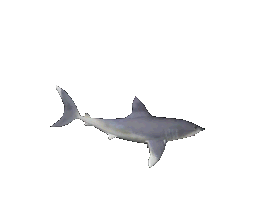 Серая акула