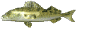 Профиль рыбы