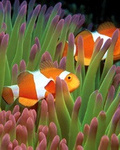 Разноцветные рыбки
