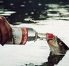 Рыбу поят водкой из бутылки