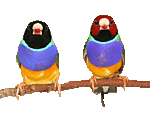 Два попугая яркой расцветки сидят на веточке