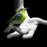 Зеленая колибри