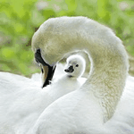 Лебедь с птенцом