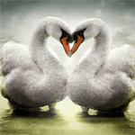  Два влюбленных лебедя на воде, склонились <b>друг</b> к <b>другу</b> го... 