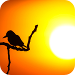 Птица сидит на ветке, на фоне солнца
