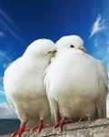  Пара <b>белых</b> голубей на фоне голубого неба 