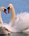 Пара белых лебедей на озере