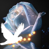  Белый голубь летит рядом с голубой <b>розой</b> 