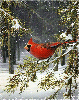 В зимнем лесу на ветке сидит красная птица