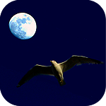 Птица на фоне луны