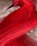  Красная птица с <b>длинным</b> клювом 