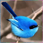 Синяя птица на ветке дерева