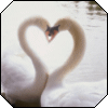 Сердце лебедей