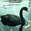 Чёрный лебедь