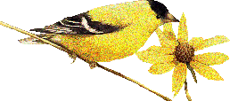 Желтая птичка с цветком