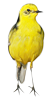 Птичка желтенькая