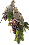 Птицы и виноград