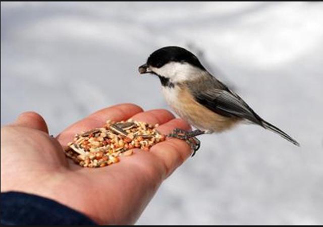 С Днем птиц! Покормить птиц важно