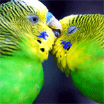 Попугаи целуются