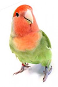 Попугай зеленый с красной головой и грудкой
