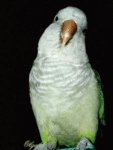 Белый попугай вертит головой