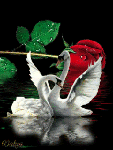 Лебеди на фоне розы