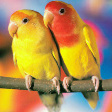 Два попугайчика