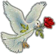 Переливающийся голубь летит и несет в клюве красную розу