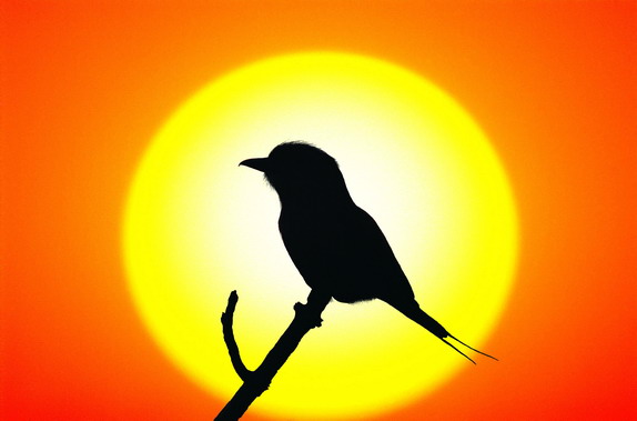 Открытка. День птиц! Птица на фоне восходящего солнца