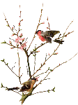 Птички на дереве