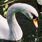 Голова и шея  белого лебедя