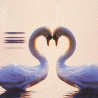 Лебеди в форме сердечка