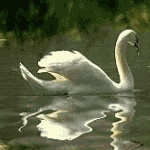 Лебеди грациозно плывет