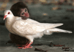 Мартышка гладит белого голубя