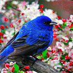 Синяя птица на фоне цветущего дерева