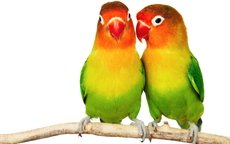 Два попугая. Любовь
