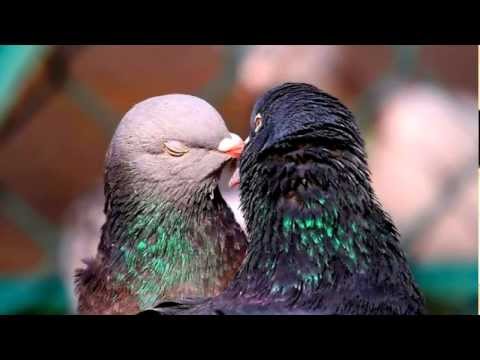1 апреля - Международный День птиц.Красота пернатых