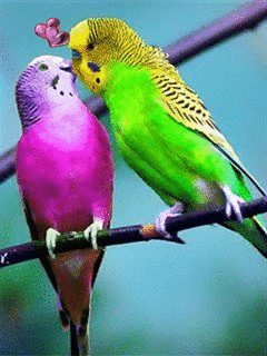 Поцелуйчики попугаев