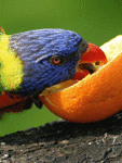 Попугай ест апельсин 2