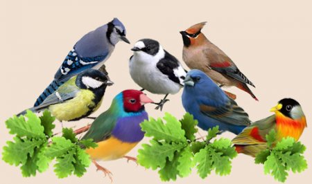 Открытки. 1 апреля - Международный день птиц!
