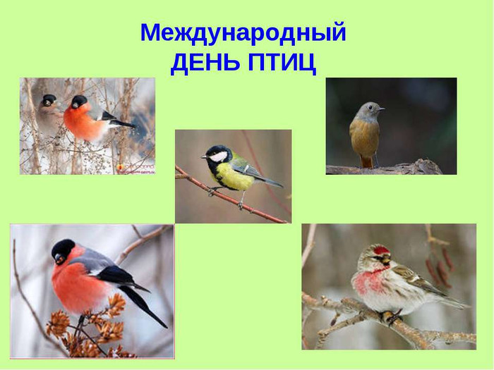 Открытка. Международный День птиц! Птицы