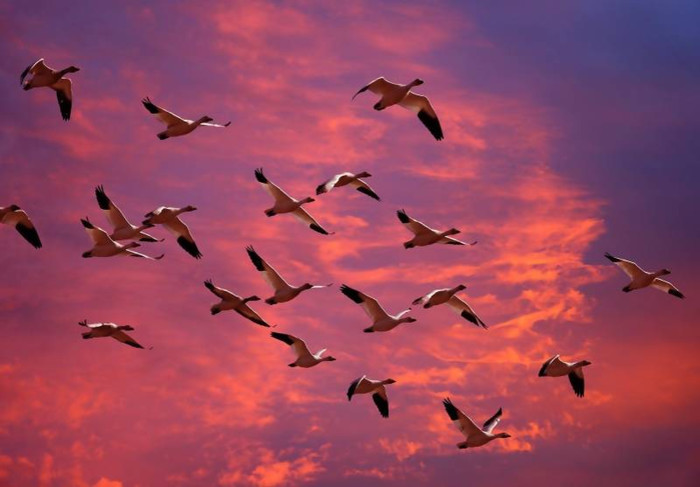 Всемирный-день-мигрирующих-птиц