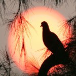 Птица на фоне заходящего солнца