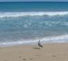 Птичка на пляже