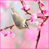 Птица сидит на ветке дерева с розовыми цветами